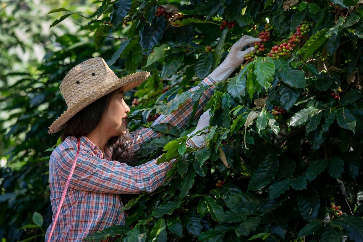 Farmer hand-picking ripe red coffee cherries at a high-altitude origin