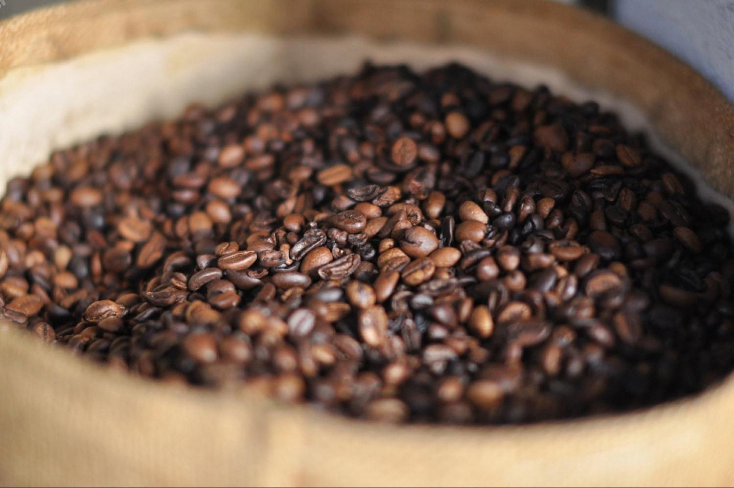 Freshly roasted specialty coffee beans cooling in a wooden drum